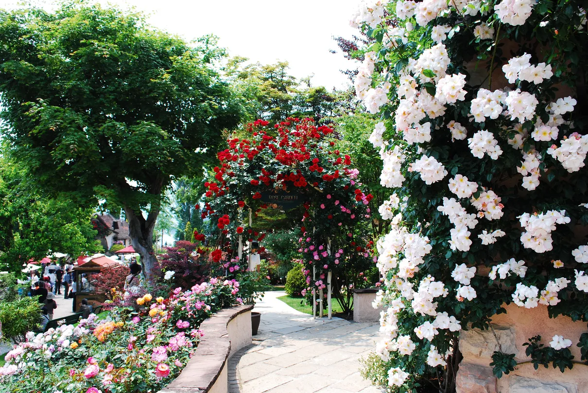 5_Kawaguchiko Music Forest Museum