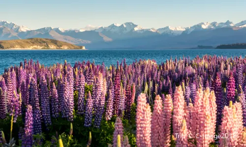 Lake Tekapo