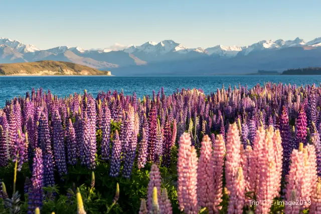 Lupin Flower Viewing at Lake Tekapo