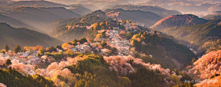 요시노산