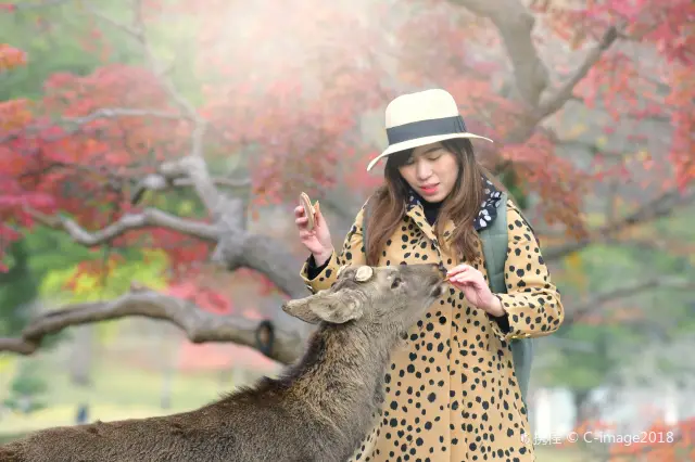 Deer Feeding in Nara