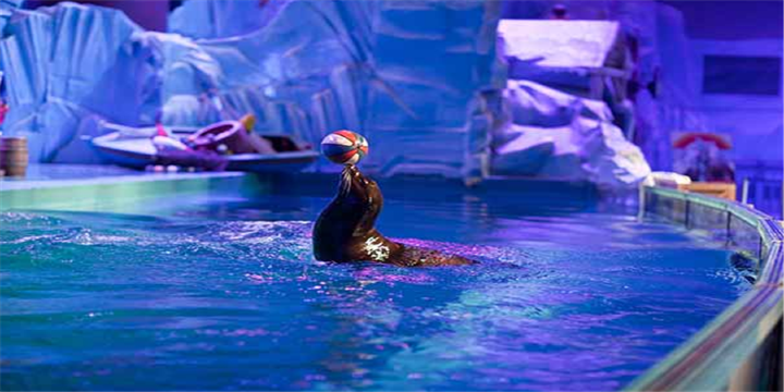 Macrolink Beluga Ocean Park
