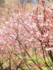 明月山花海原居櫻花山谷