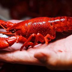 BIG CRAWFISH HOUSE User Photo