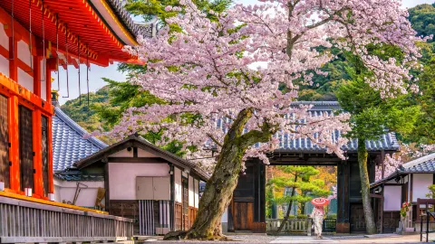 Cherry Blossom Viewing in Kyoto attraction in Kyoto