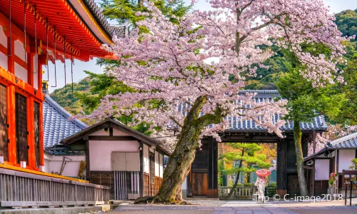 Cherry Blossom Viewing in Kyoto