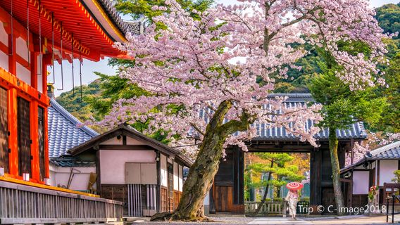 การชมดอกซากุระบานสะพรั่งที่เกียวโต