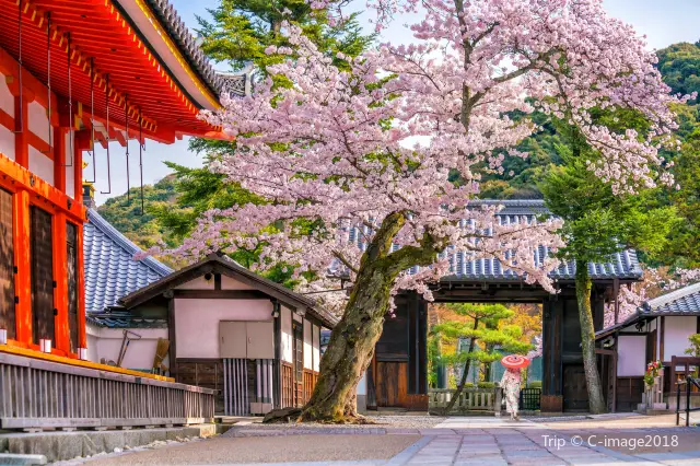 Blossom Viewing in Kyoto