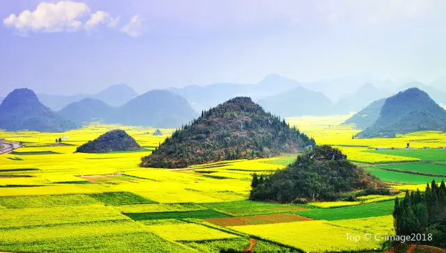 Rapeseed Flowers Viewing in Luoping