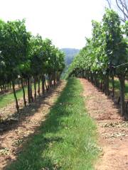 Three Sisters Vineyards & Winery