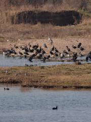 Juodkrantė Colony of Grey Herons and Great Cormorants