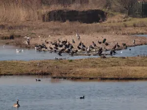 Juodkrantė Colony of Grey Herons and Great Cormorants