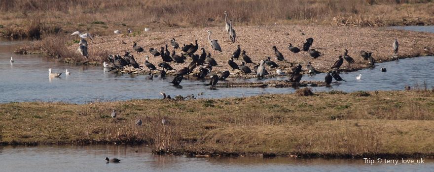 Juodkrantė Colony of Grey Herons and Great Cormorants