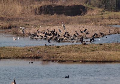 Juodkrantė Colony of Grey Herons and Great Cormorants