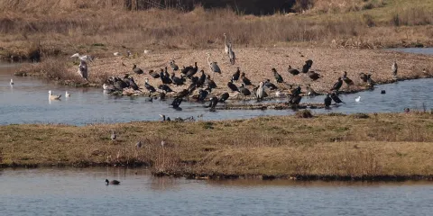 Herons and Cormorants Colony of Juodkrante