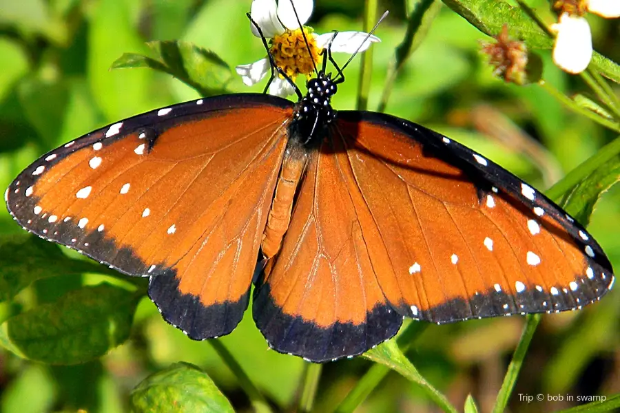 Monarch Butterfly Natural Preserve