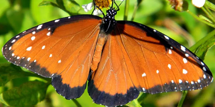 Monarch Butterfly Natural Preserve