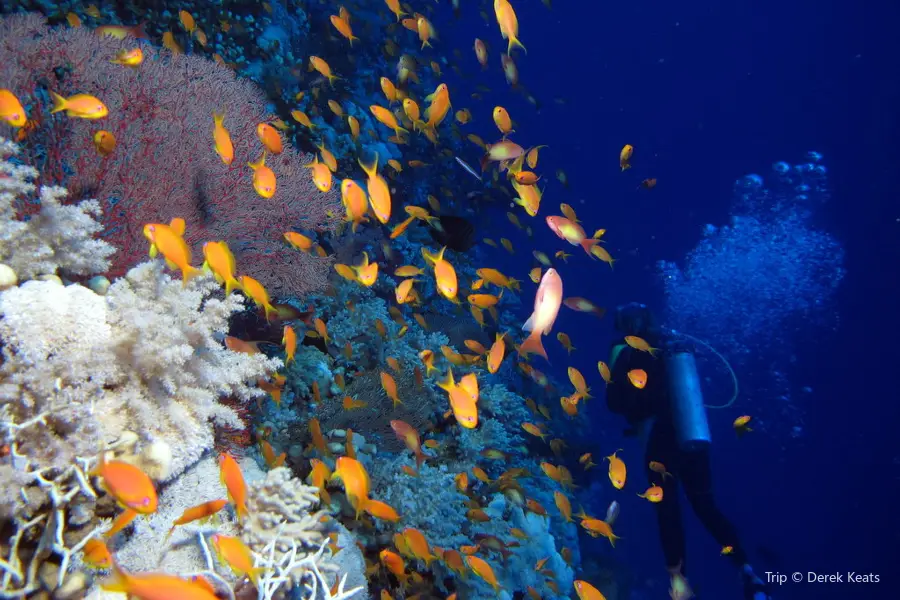 Red Sea Parasailing