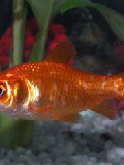 Acquario Marino della Città di Trieste