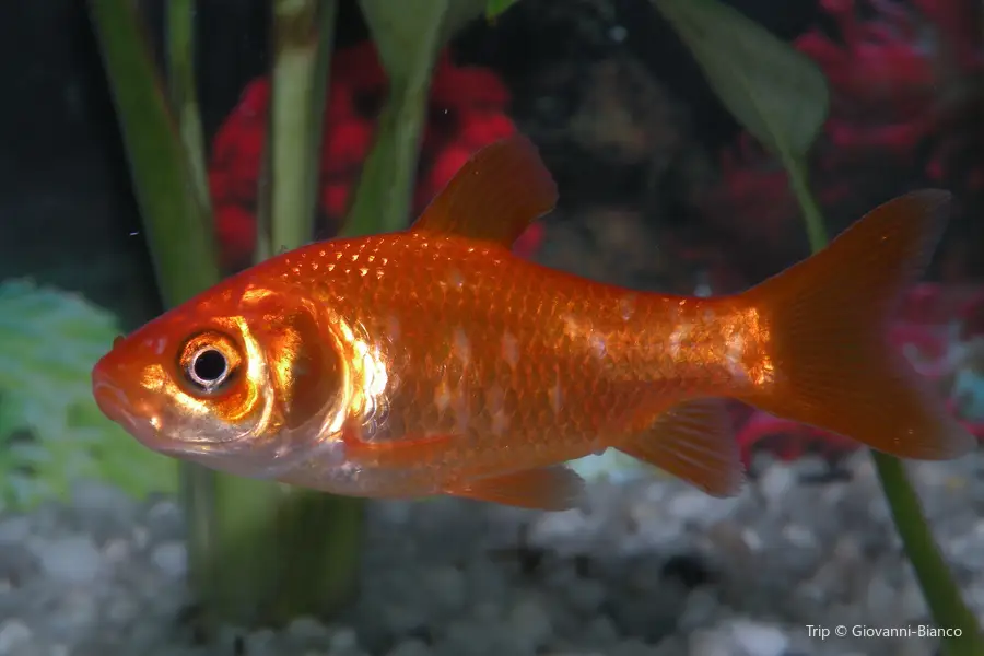 Acquario Marino