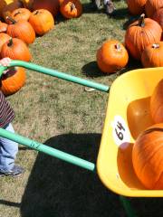 Stepp's Hillcrest Orchard