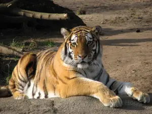 デヤング・ファミリー動物園