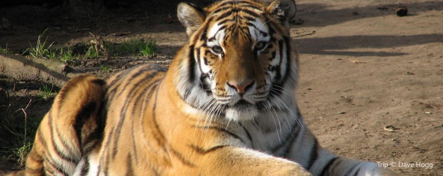 DeYoung Family Zoo