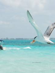 Stingray City Quest