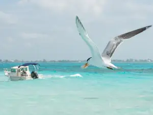 Stingray City Quest