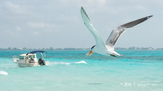 Stingray City Cayman Islands