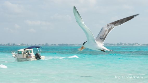 Stingray City Cayman Islands