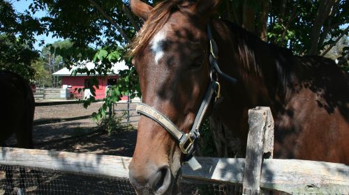 Bluebird Gap Farm