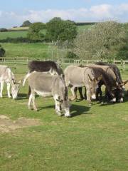 The Isle of Wight Donkey Sanctuary