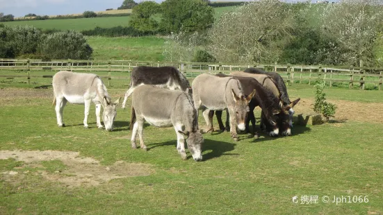 The Isle of Wight Donkey Sanctuary