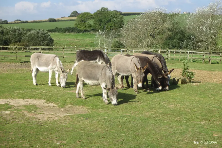 Isle Of Wight Donkey Sanctuary