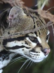 索爾茲伯里動物園