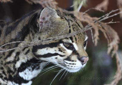 索爾茲伯里動物園