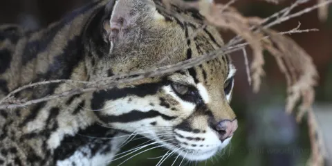 索爾茲伯裏動物園