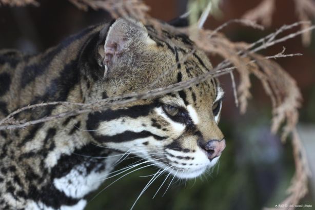 Salisbury Zoological Park