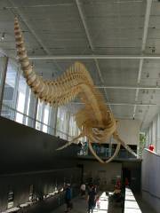 Музей китобойного промысла