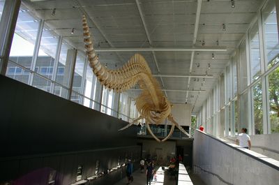 Nantucket Whaling Museum