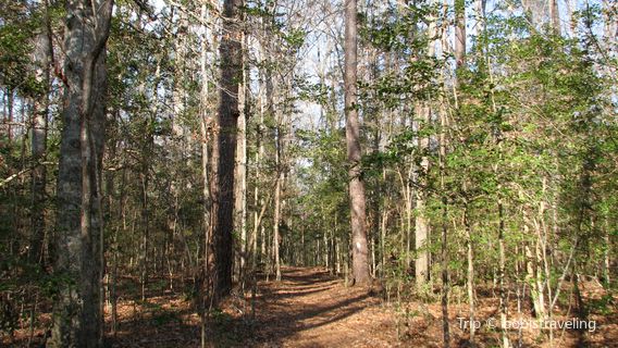 Croatan National Forest