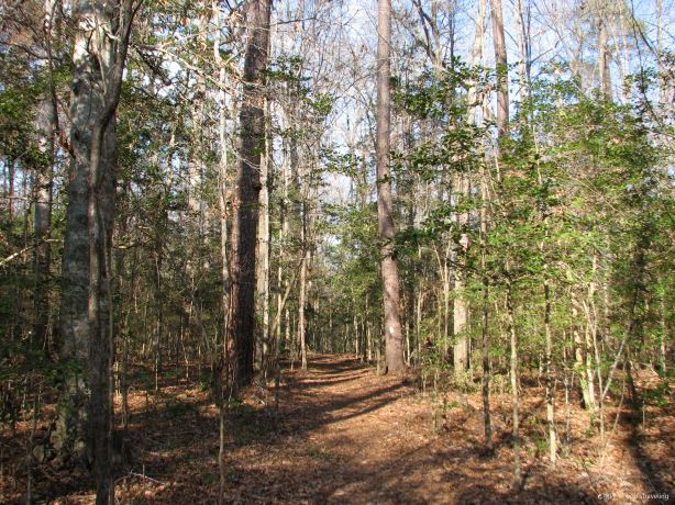 Croatan National Forest