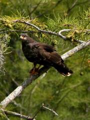 Arthur R. Marshall Loxahatchee National Wildlife Refuge