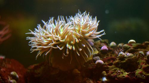 Cabrillo Marine Aquarium