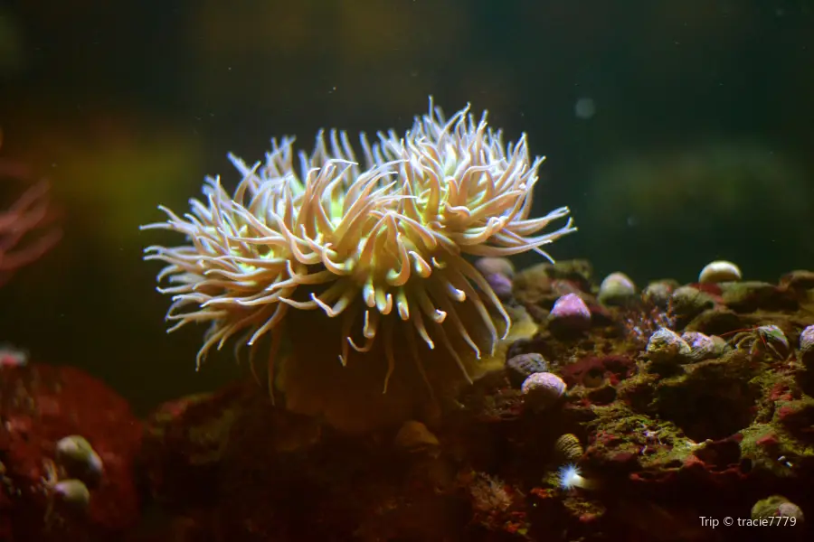 カブリロ海洋水族館