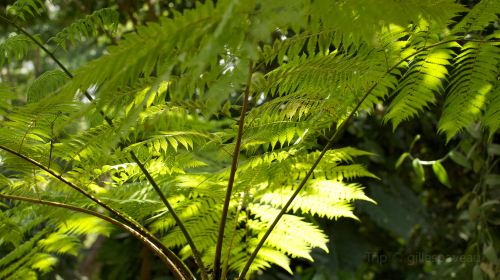 Jardin Botanique