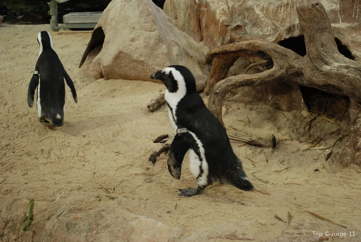 5_Two Oceans Aquarium