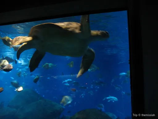 5_Tennessee Aquarium