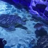 評論圖片 3